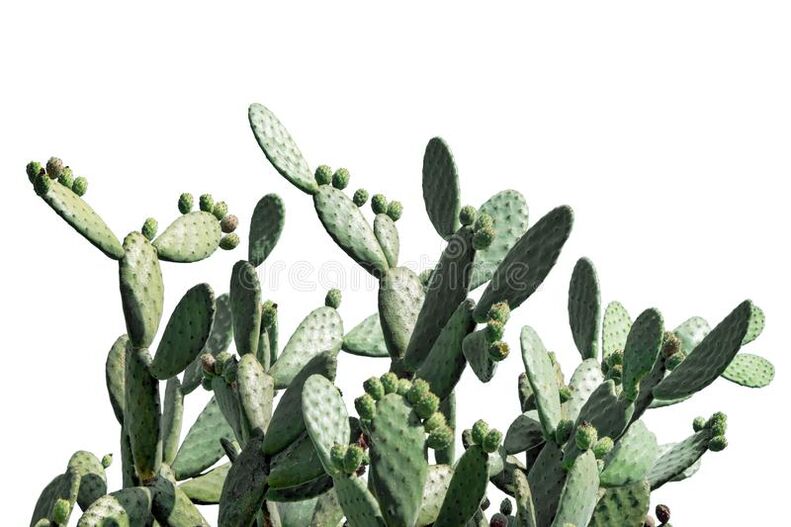 Vasaxal Ingredients - Opposi