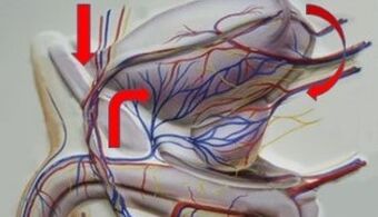 Varicosis of pelvic veins