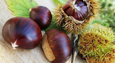 Horse chestnut for the prevention of varicose veins